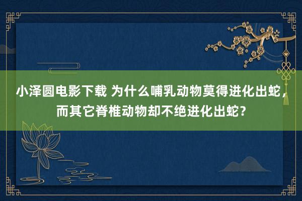 小泽圆电影下载 为什么哺乳动物莫得进化出蛇，而其它脊椎动物却不绝进化出蛇？